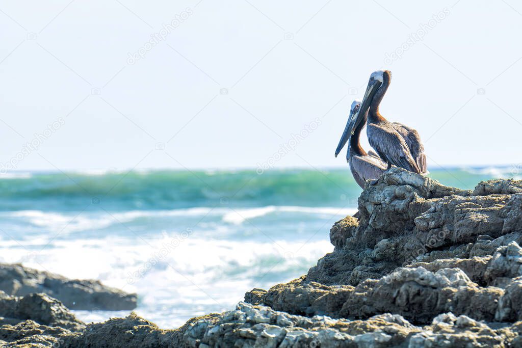 Two brown pelicans resting on the rocks by the ocean. Costa Rican wildlife.