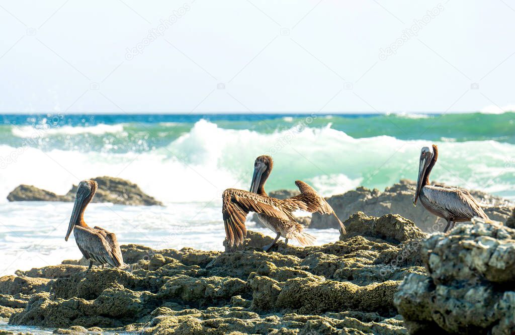 Group of brown pelicans resting on the rocks by the ocean in Costa Rica.
