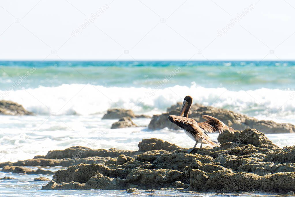 Brown pelican of Costa Rica resting on a rock by the ocean in Puntarenas Province.