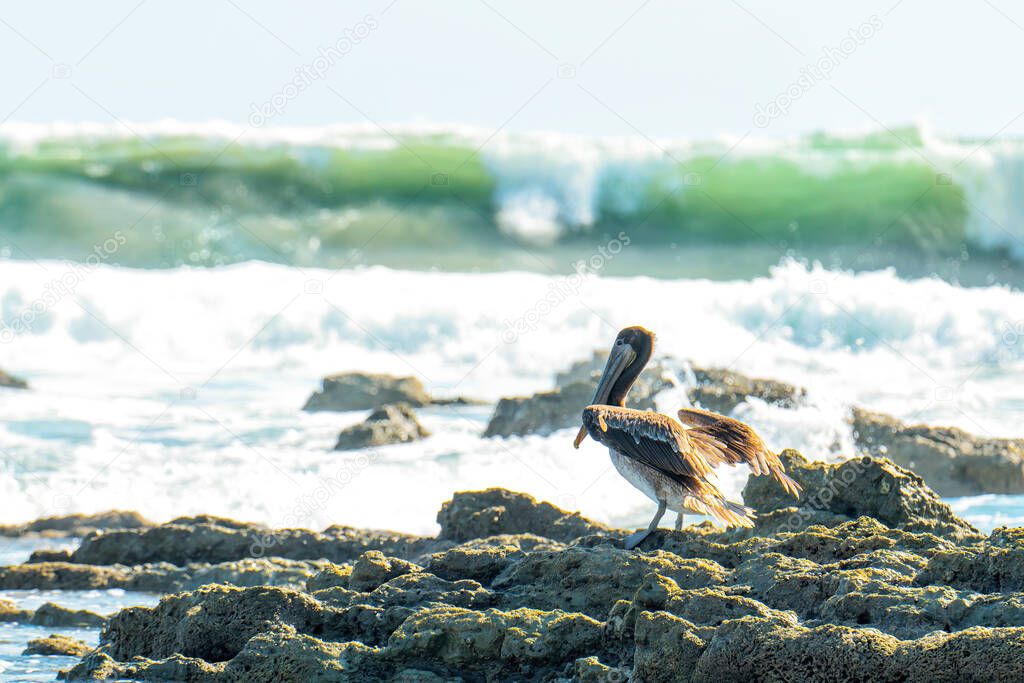 Brown pelican resting on the rocks by the ocean after fishing.