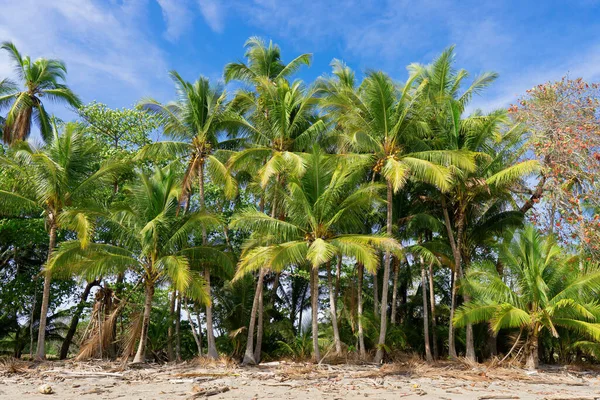 Kosta Rika Nın Tropikal Sahilinde Mavi Gökyüzüne Karşı Palmiye Ağaçları — Stok fotoğraf