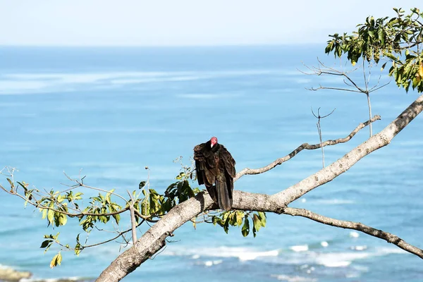 Взрослый Рыжий Гриф Отдыхает Ветке Дерева Фоне Океана — стоковое фото