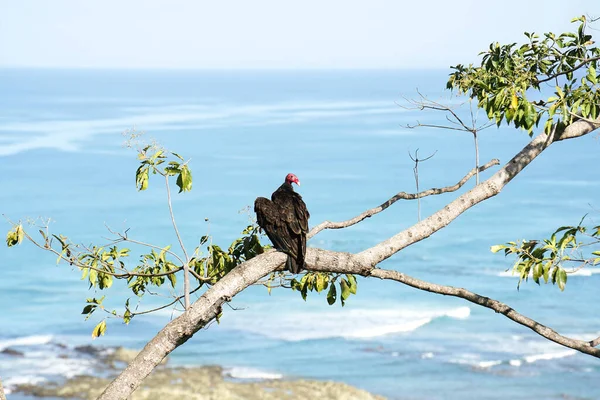 Портрет Рыжего Грифа Сидящего Ветке Дерева Фоне Океана Коста Рике — стоковое фото