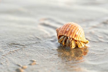 Gün batımında Kosta Rika 'nın ıslak kumlu sahilinde keşiş yengecine yakın çekim.