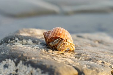 Su kenarındaki kayanın üzerinde oturan küçük bir yengecin yakın çekimi. Kosta Rika 'nın Doğa ve Vahşi Hayatı.