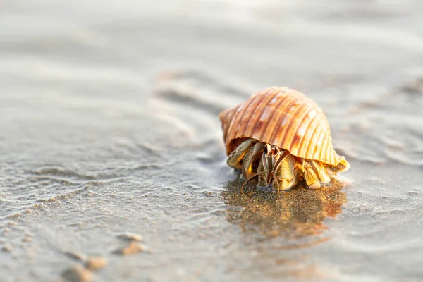 Gün batımında Kosta Rika 'nın ıslak kumlu sahilinde keşiş yengecine yakın çekim.
