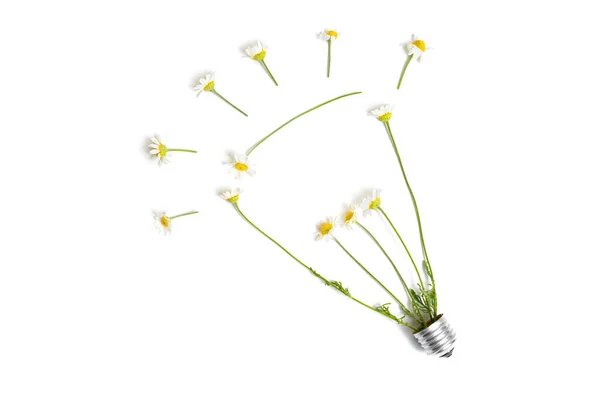 Daisy Flowers Arranged Lightbulb Shape Gray Background — Stock Photo, Image