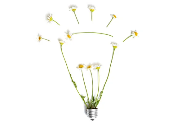 Kamomill Blommor Arrangeras Glödlampa Form Grå Bakgrund Begreppet Hållbar Energi — Stockfoto