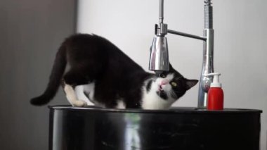 Black and white cat drinking running water from a faucet.