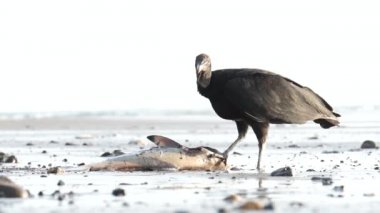 Black vulture (coragyps atratus) eating a fish washed ashore in Costa Rica. Scavenger in natural habitat.
