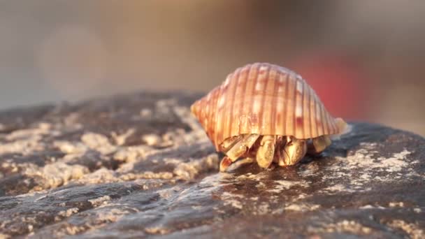 Primo Piano Piccolo Granchio Eremita Che Striscia Dalla Roccia Nell — Video Stock