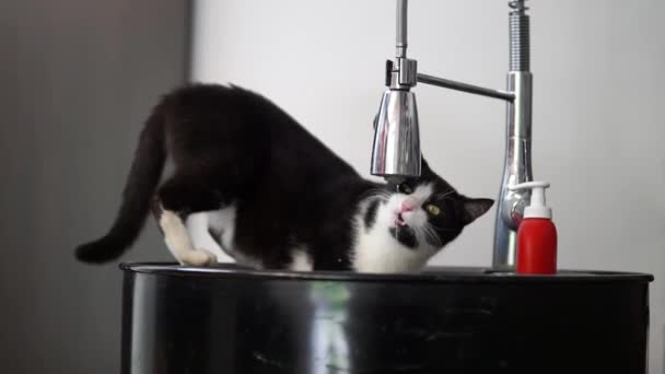 Black White Cat Drinking Running Water Faucet — Αρχείο Βίντεο