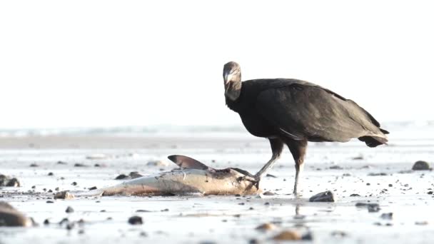 Buitre Negro Coragyps Atratus Comiendo Pescado Arrastrado Costa Costa Rica — Vídeo de stock