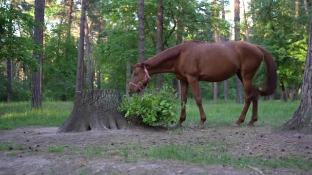 Adult Horse Eating Foliage Tree Stump Local Park Swishing Swatting — Stock Video