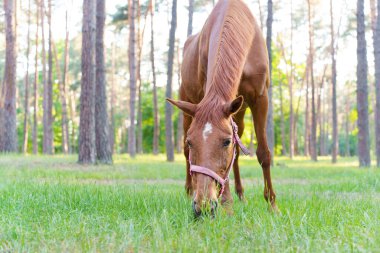 Ormanda ot yiyen genç bir atın alçak açılı görüntüsü