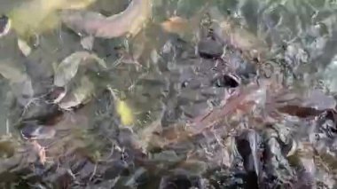 Feeding temple pond fish, Thailand.