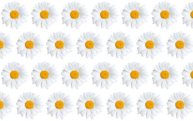 Beyaz renkte izole edilmiş taze çiçeklerden yapılan soyut çiçek arkaplanı..