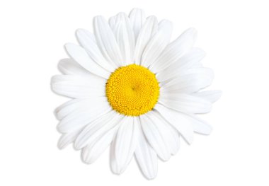 Blooming daisy head close-up isolated on white background, top-view. clipart