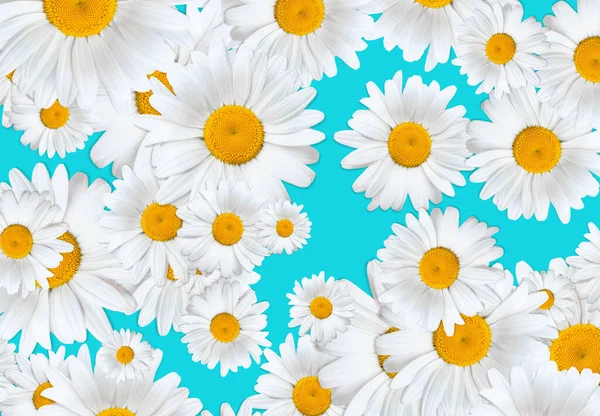 Daisies irregular pattern summer background.