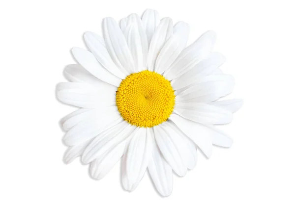 Blooming Daisy Head Close Isolated White Background Top View — Stock Photo, Image