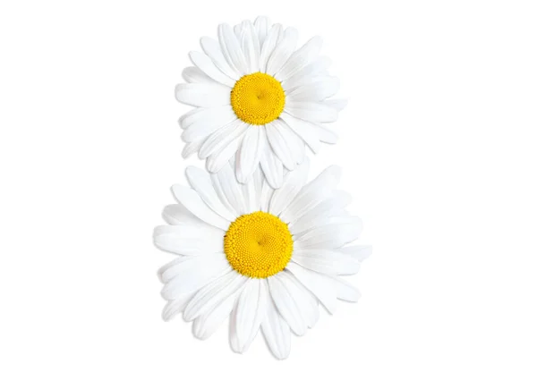 Number Eight Arranged Chamomile Flower Heads Isolated White Background Floral — Stock Photo, Image