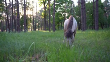 Pony eats grass in the forest at sunset, close-up.