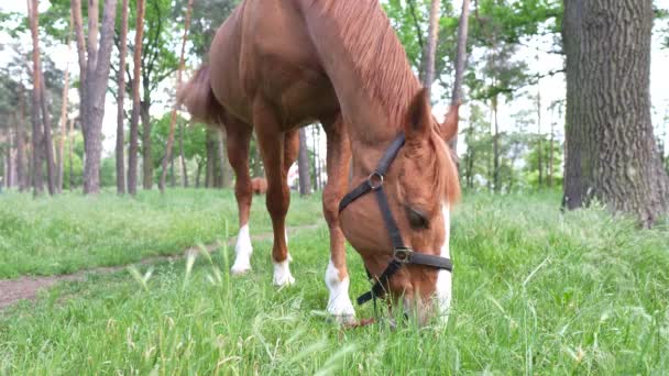 Horse Eating Grass Forest Close — Video Stock