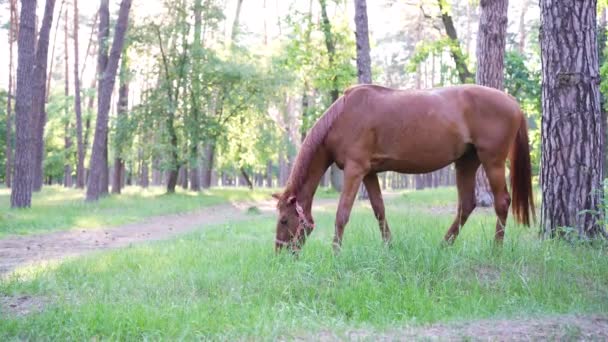 Horse Eating Grass Swishing Annoying Insects Away — Vídeo de stock
