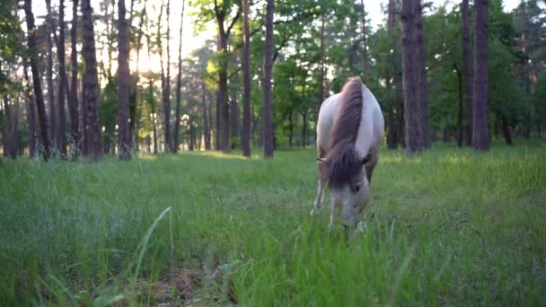 Pony Eats Grass Forest Sunset Close — 图库视频影像