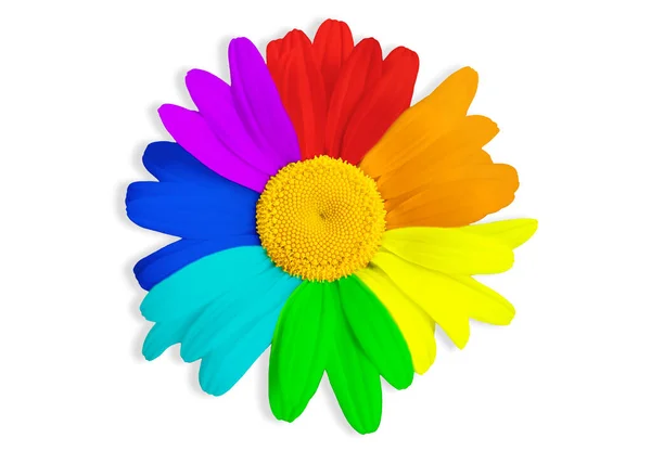 Close Large Rainbow Colored Chamomile Flower Head Isolated White Background — Stock Photo, Image