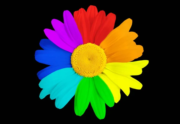 Close Large Rainbow Colored Daisy Flower Head Isolated Black Background — Stock Photo, Image