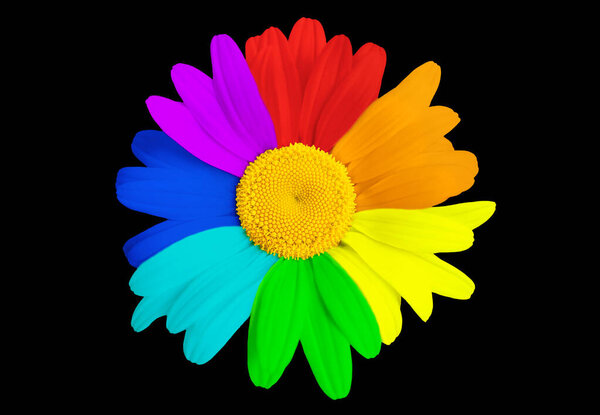 Close-up of a large rainbow colored daisy flower head isolated on black background.