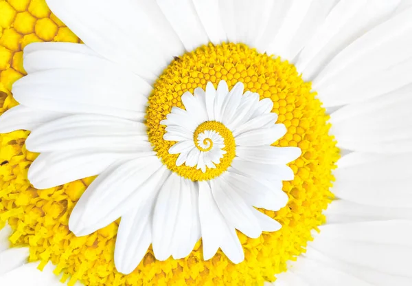 Abstract White Daisy Spiral Background — Stock Photo, Image