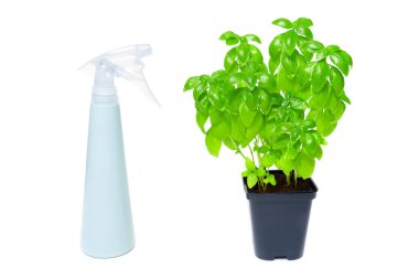 Plastic spray bottle by a potted basil bush isolated on white background. Gardening kitchen herbs at home.