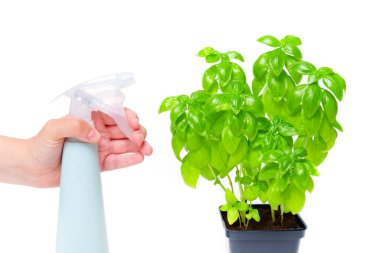 Hand using a spray bottle to refresh a potted basil bush.