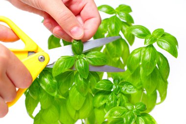 Trimming basil leaves with yellow scissors. Gardening kitchen herbs at home.