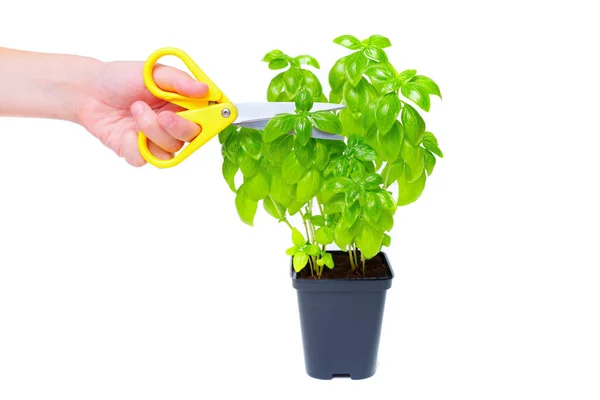 Trimming Basil Leaves Kitchen Scissors Isolated White — Stok fotoğraf