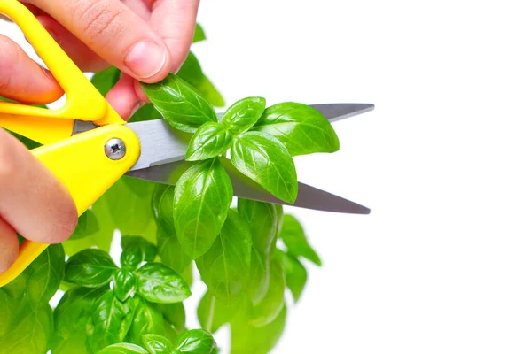 Hands Trimming Sweet Basil Yellow Kitchen Scissors — Foto de Stock