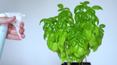 Watering a basil bush using a spray bottle.