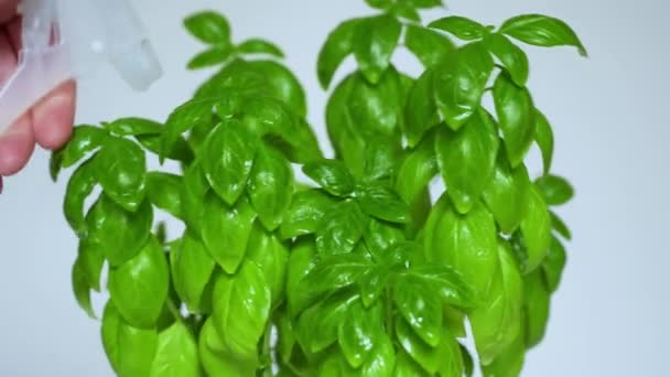 Basil Bush Water Spraying Close Gardening Kitchen Herbs Home — Stockvideo