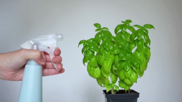 Hand Using Spray Bottle Water Potted Basil Bush — Stok video