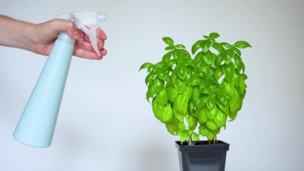 Hand Bottle Spraying Potted Bush Basil — Vídeo de stock