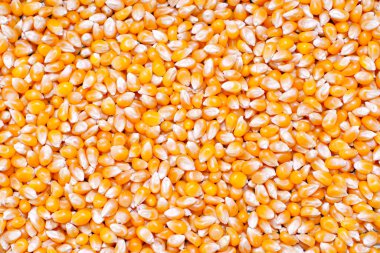 Yellow popcorn seeds background