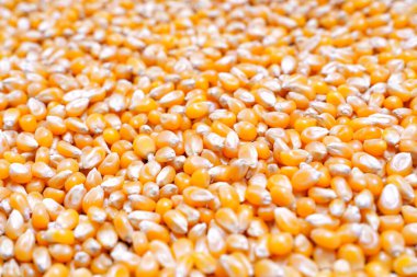 Uncooked popcorn seeds close-up, selective focus