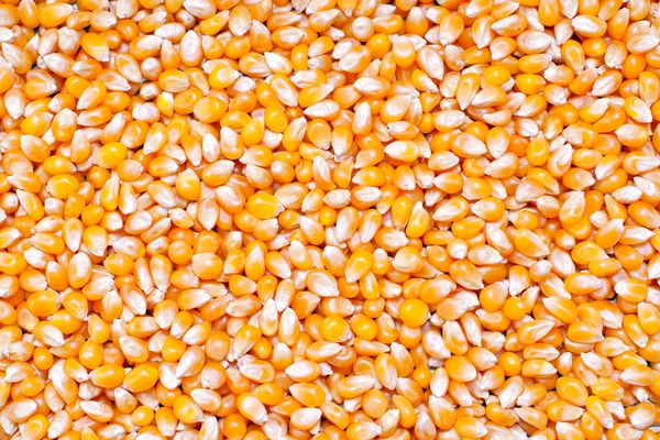 Yellow popcorn seeds background