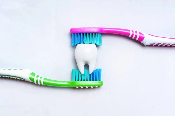 Large White Tooth Two Colorful Toothbrushes Isolated Neutral Background Teeth — Stock Photo, Image