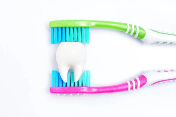 Large White Tooth Placed Two Bright Toothbrushes Isolated Dental Hygiene — Stock Photo, Image