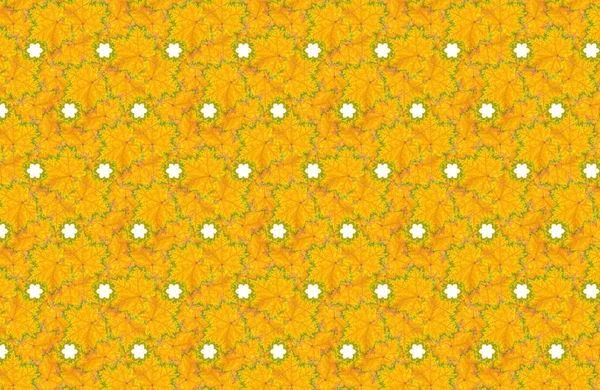 Abstract autumn pattern background made from pigmented fallen maple leaves.