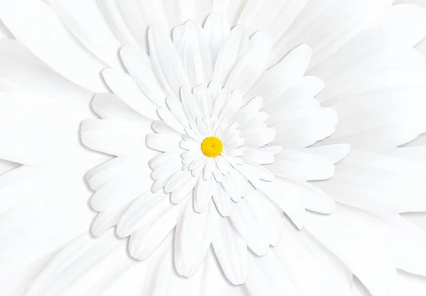 Abstract Floral Repetitions Background Made White Blooming Chamomile — ストック写真