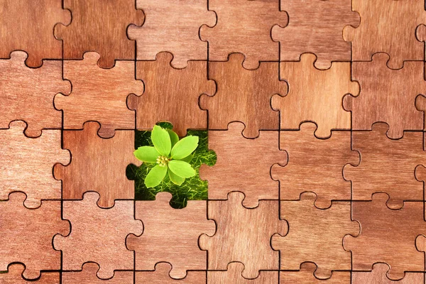 Fresh Grass Small Plant Seen Missing Piece Jigsaw Puzzle — 图库照片